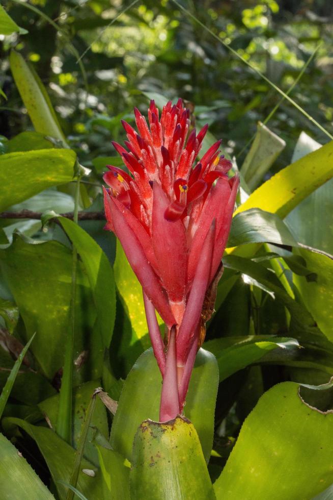 roze bromelia close-up foto