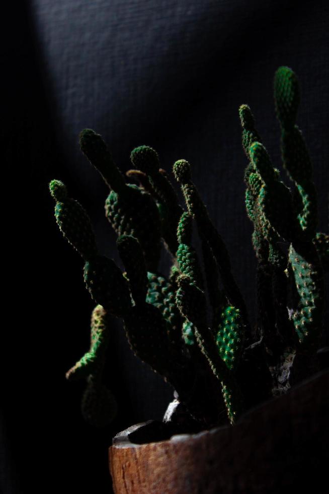 cactussen in potten foto