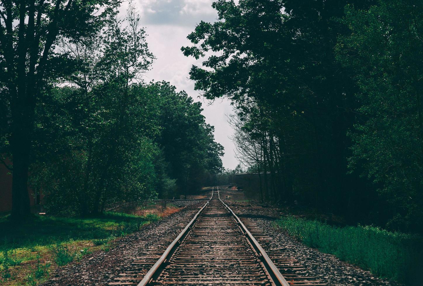 treinsporen omgeven door bomen foto