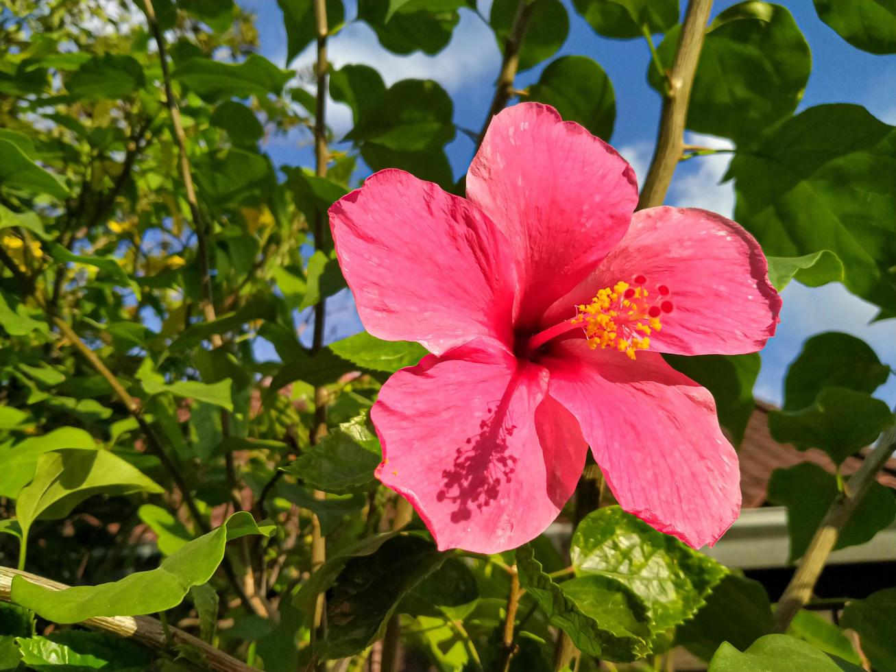 rode hibiscus buiten foto