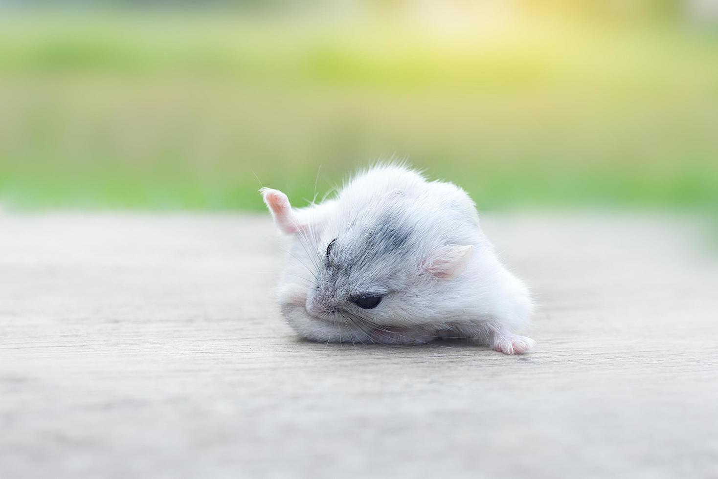 close-up van een hamster foto