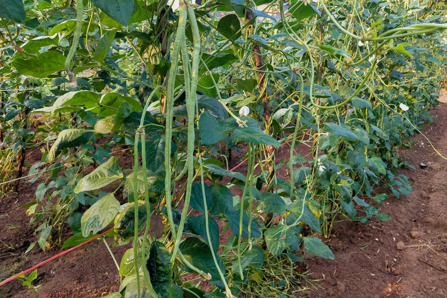 lange bonen planten foto