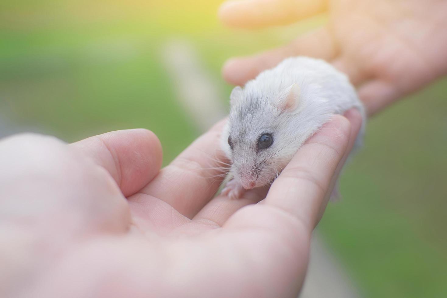 close-up van een hamster in handen foto