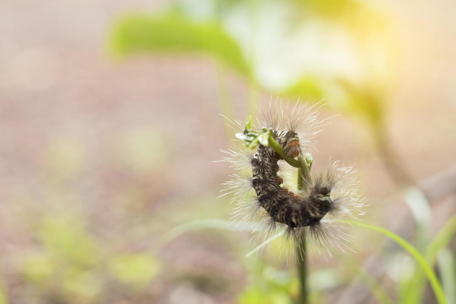 worm eten groene plant met zacht licht. foto