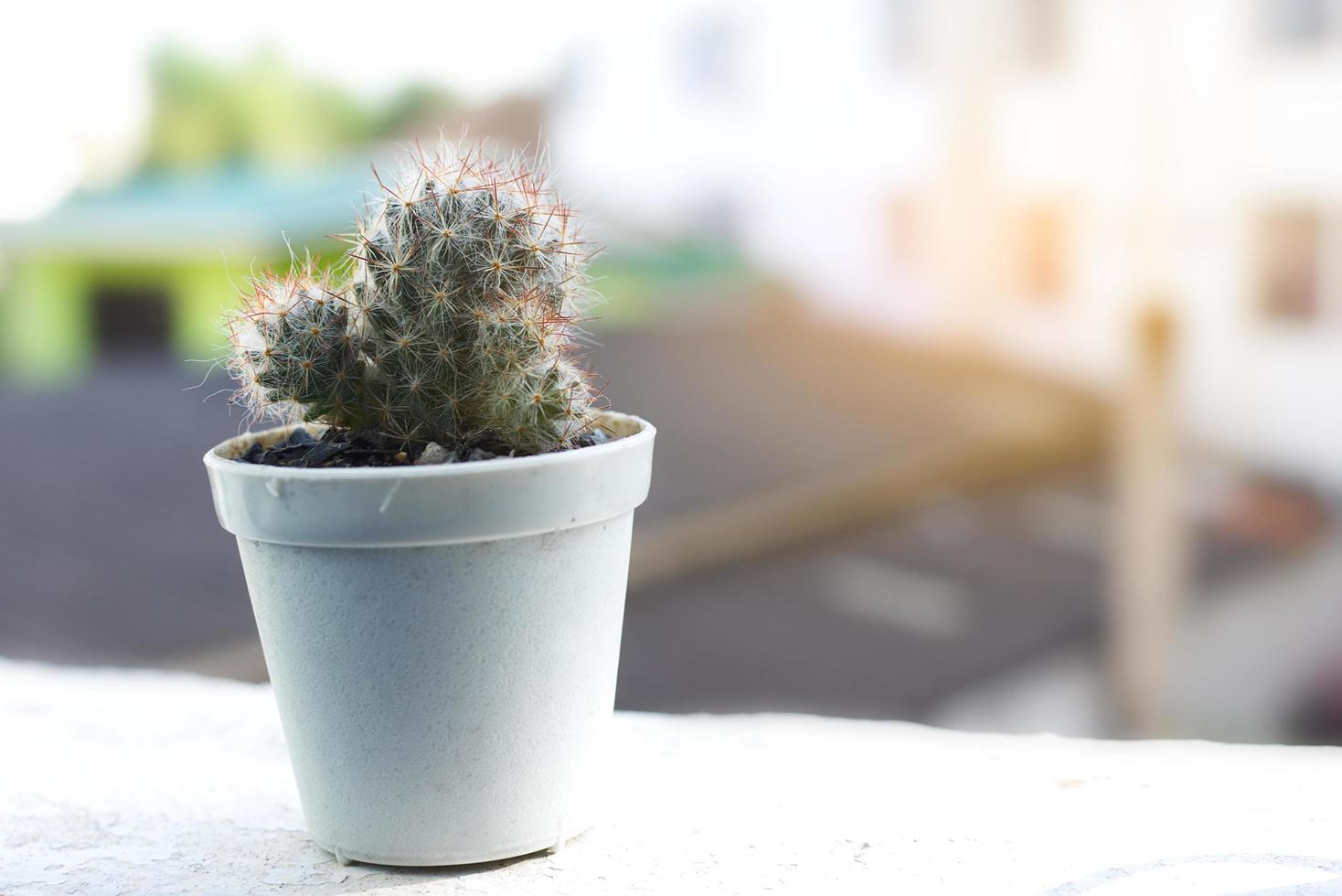 cactus in een pot bij een raam foto