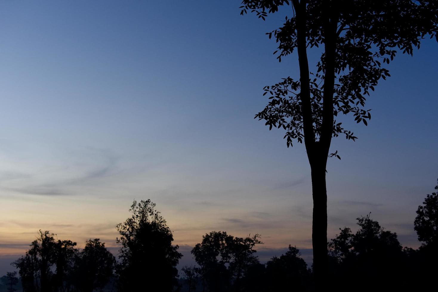 silhouet van de boom in de schemering met lucht. foto