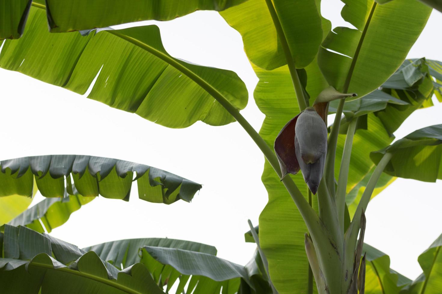 bananenbladeren geïsoleerd op een witte achtergrond. foto