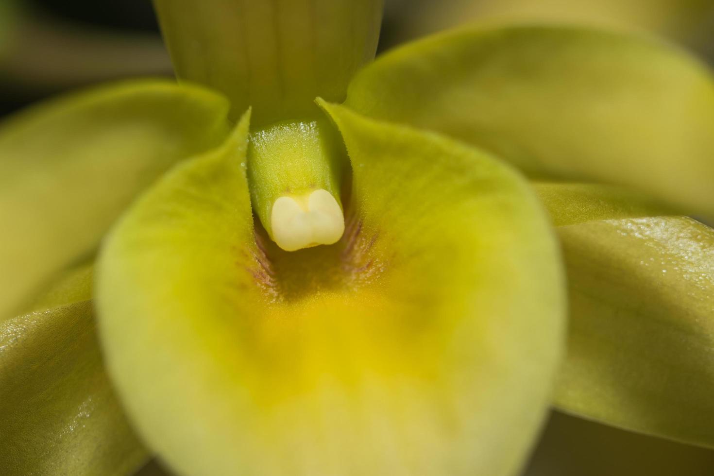 gele orchidee close-up foto
