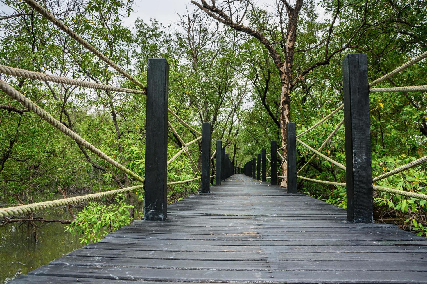 loopbrug in het mangrovebos foto