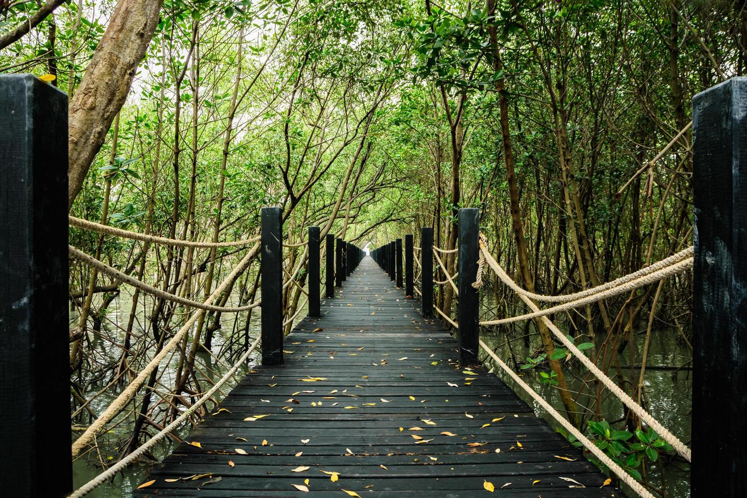 loopbrug in het mangrovebos foto