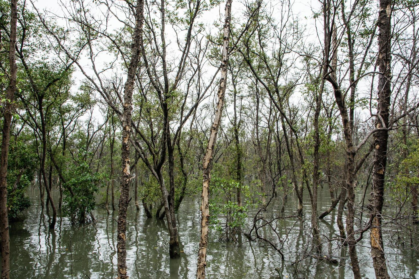 mangrovebos in het water foto