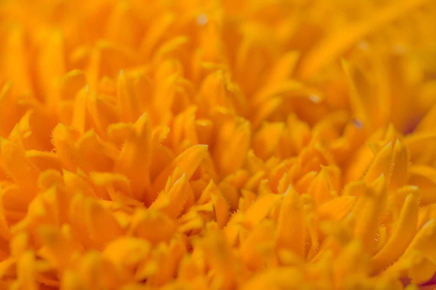 gele bloem achtergrond foto