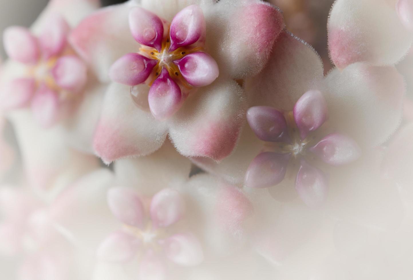 hoya bloemclose-up foto