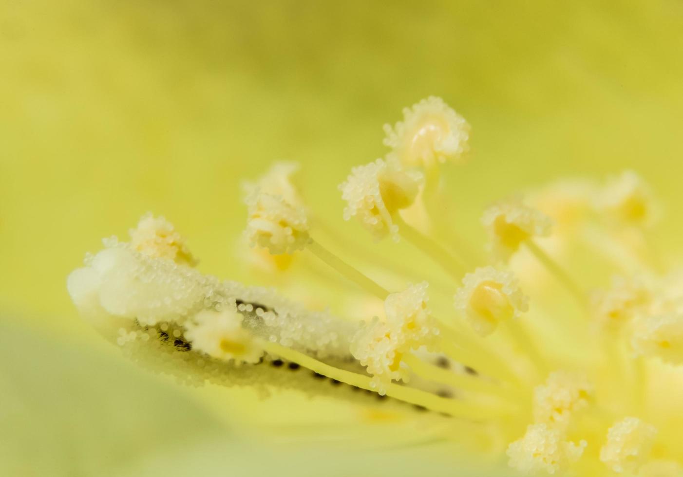 gele bloem close-up foto