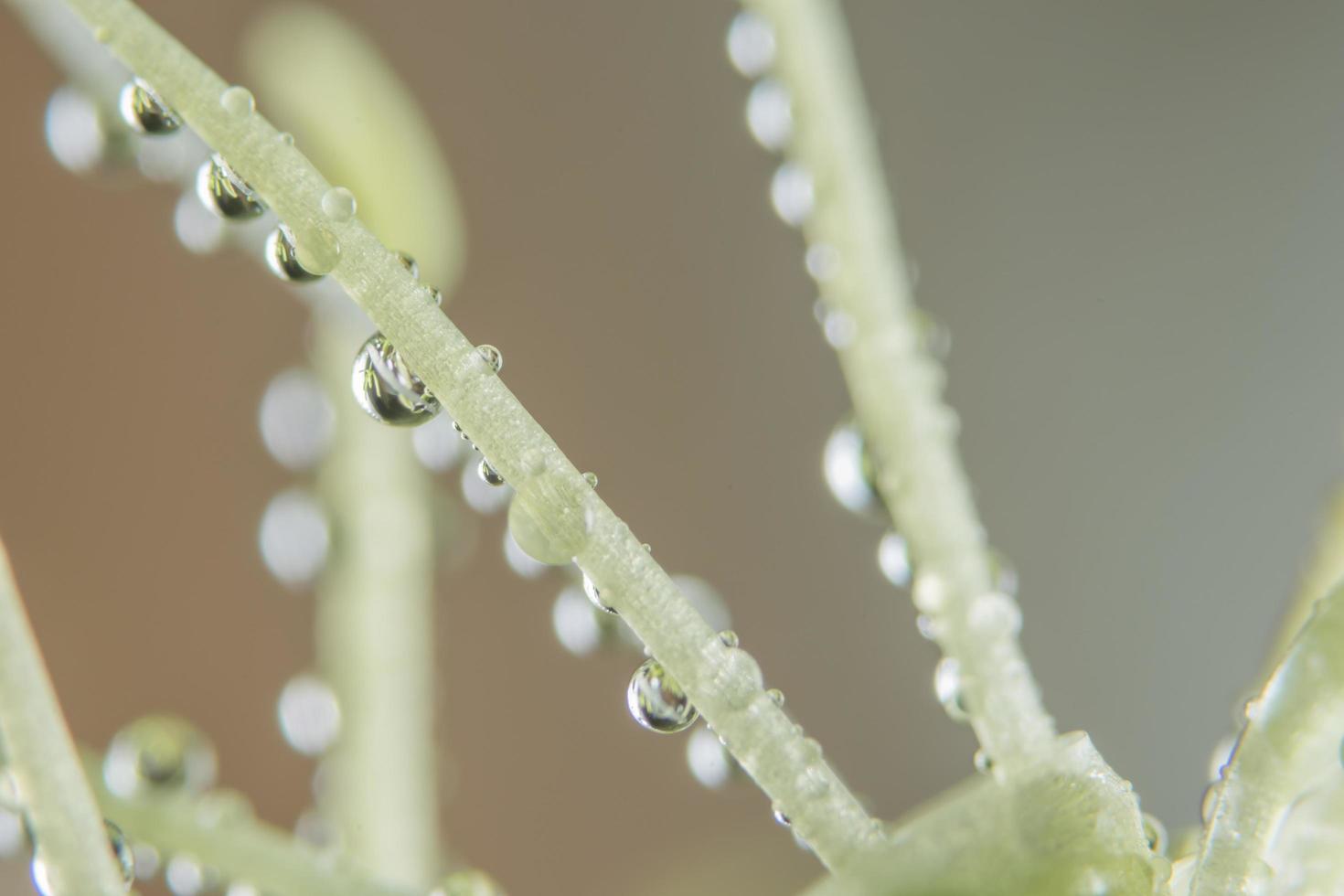 waterdruppels op een plant foto