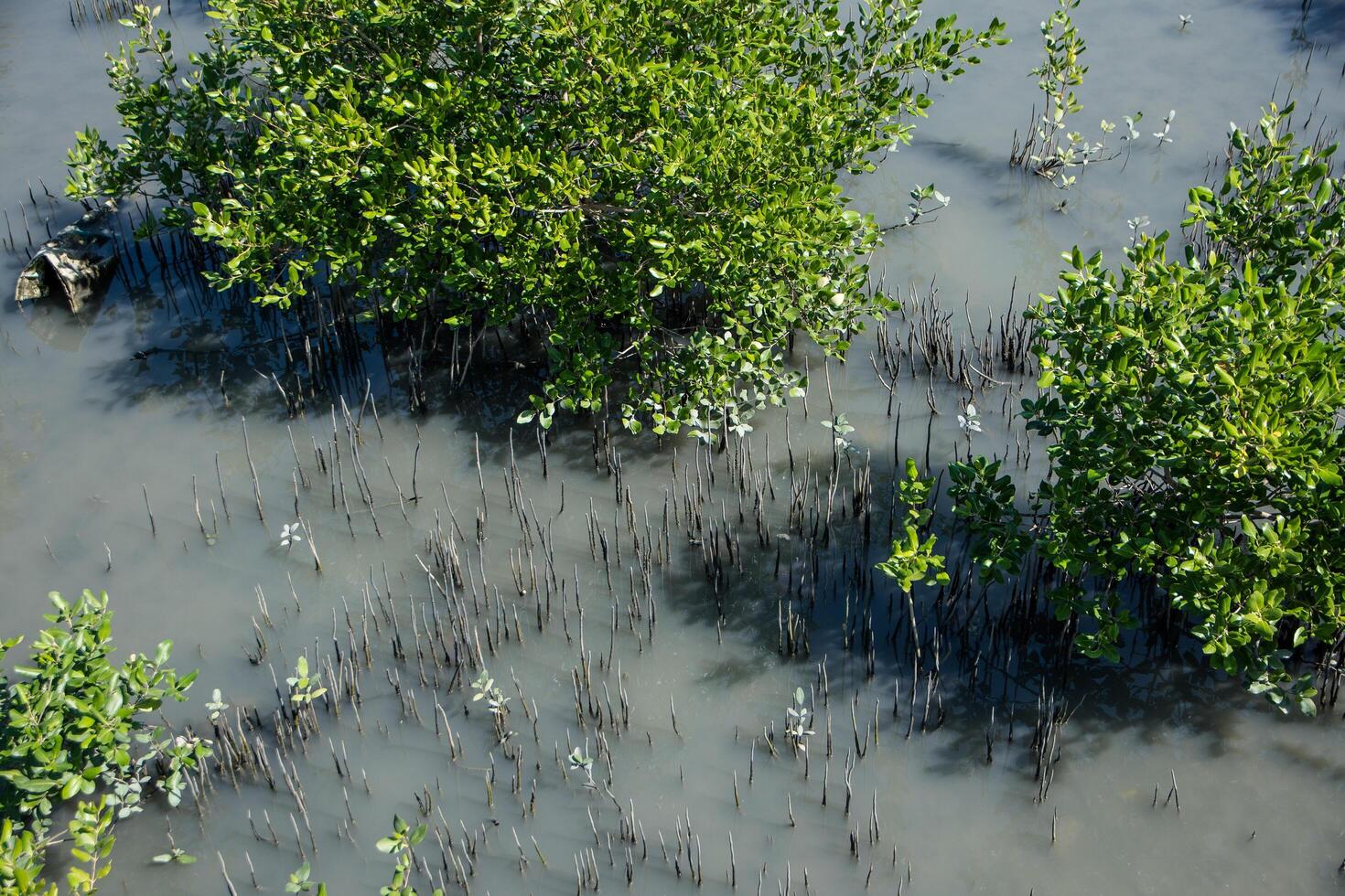 mangrovebos in Thailand foto