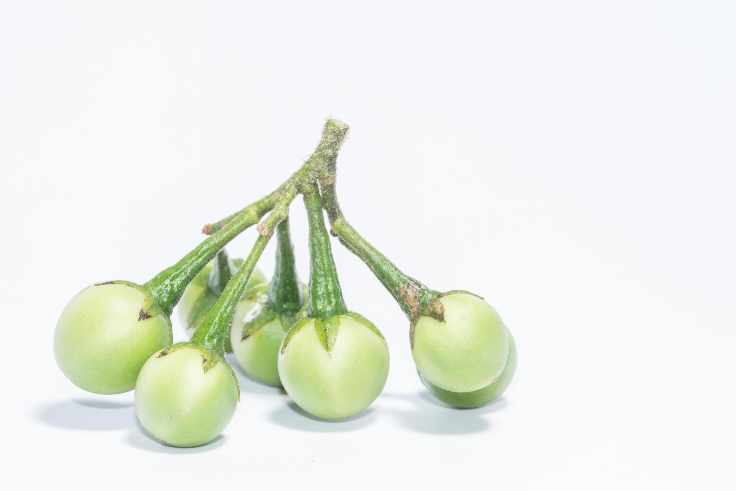 solanum torvum op witte achtergrond foto