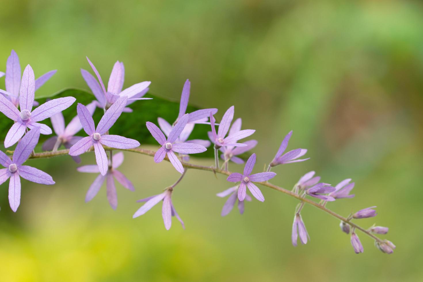 paarse bloem achtergrond foto