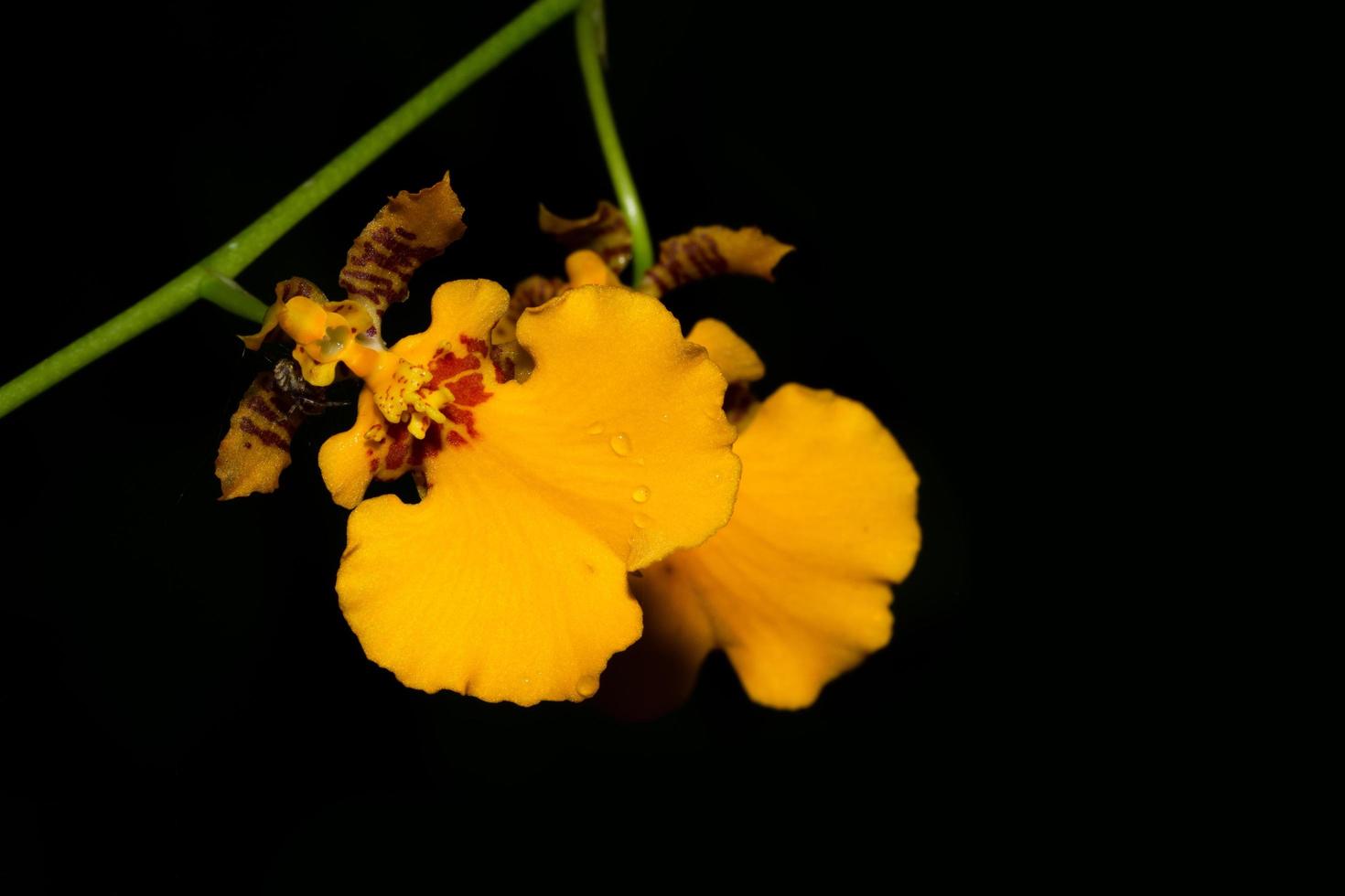 gele orchidee op zwarte achtergrond foto