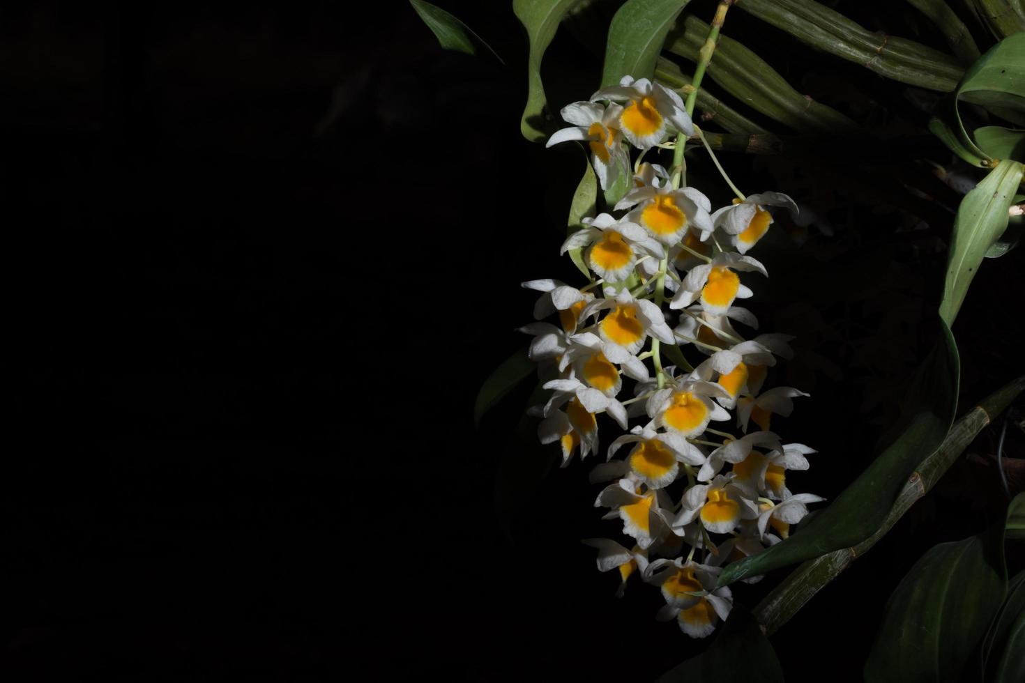 witte bloem op zwarte achtergrond foto