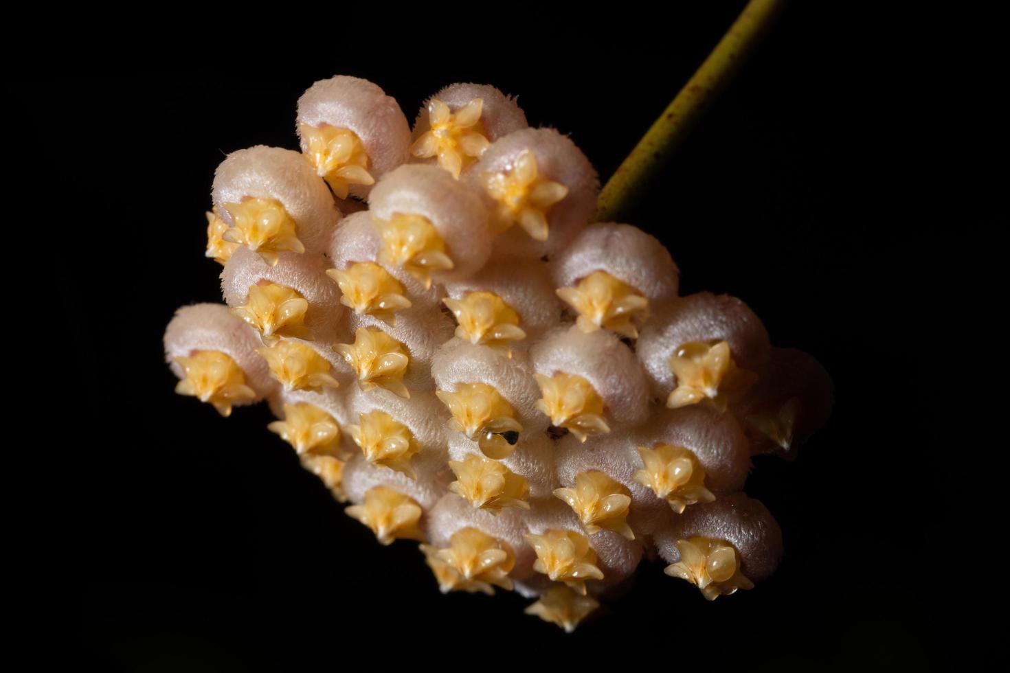 hoya bloemclose-up foto