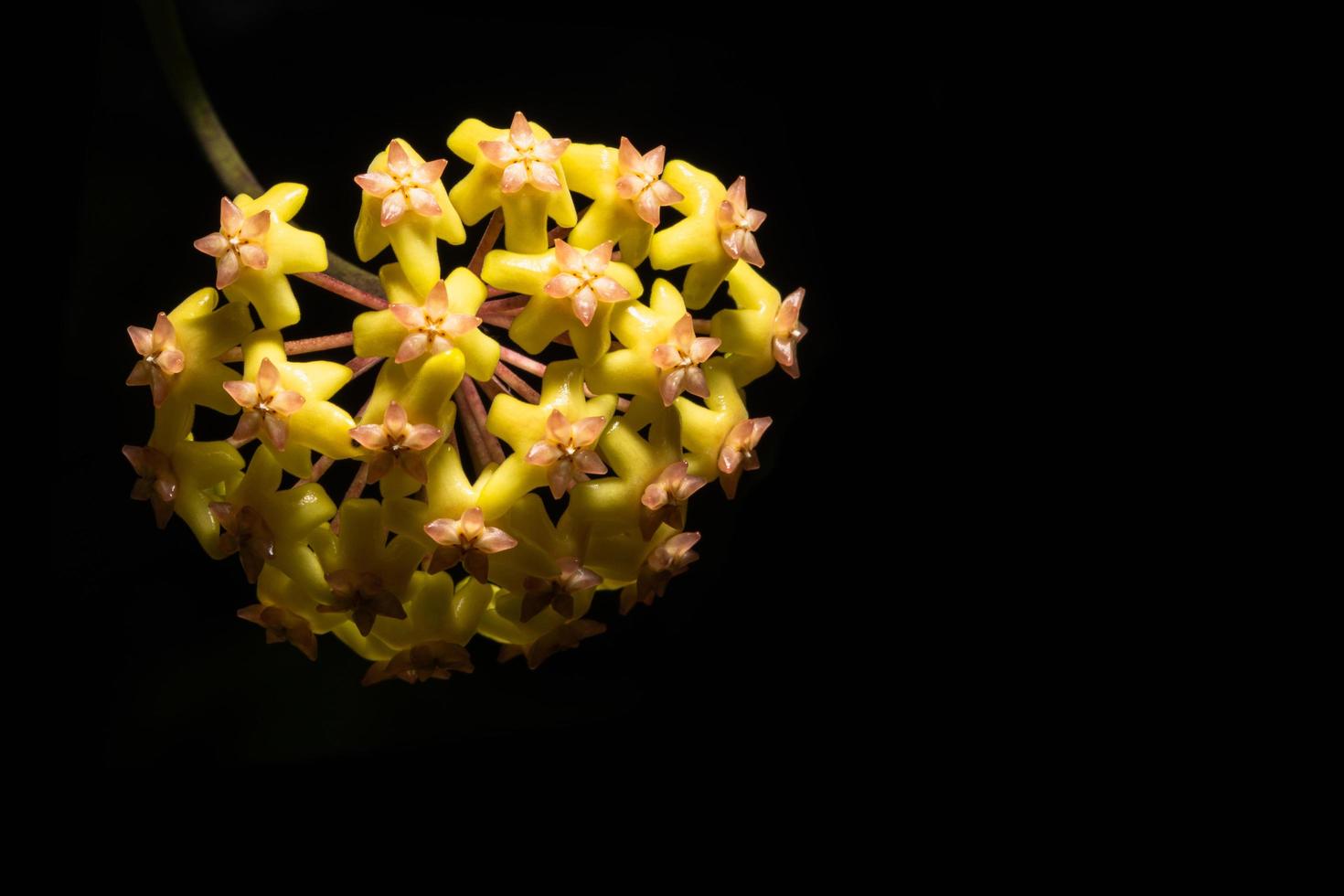 gele hoya bloem op zwarte achtergrond foto