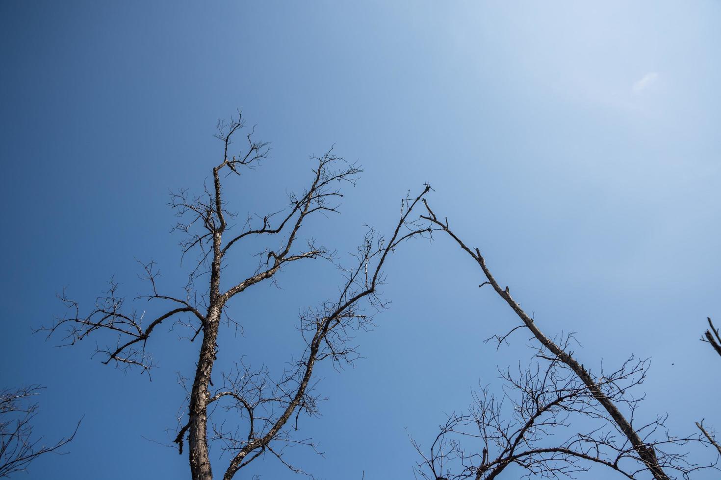 droge takken tegen de lucht foto