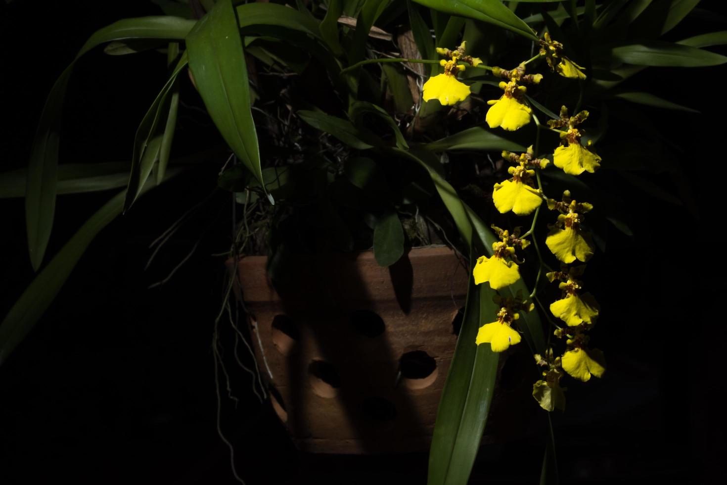 gele bloem op zwarte achtergrond foto