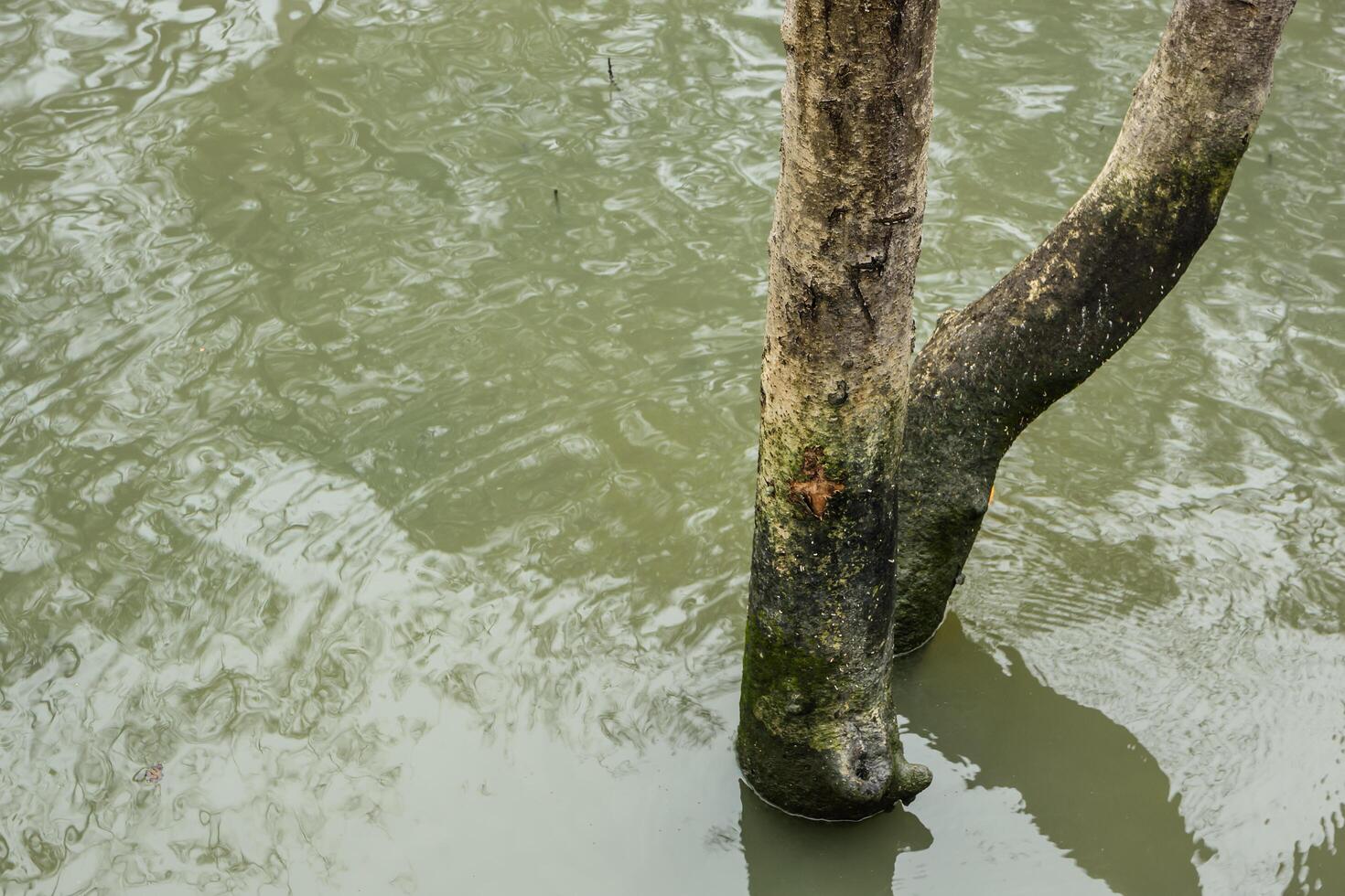 dode boom in het water foto