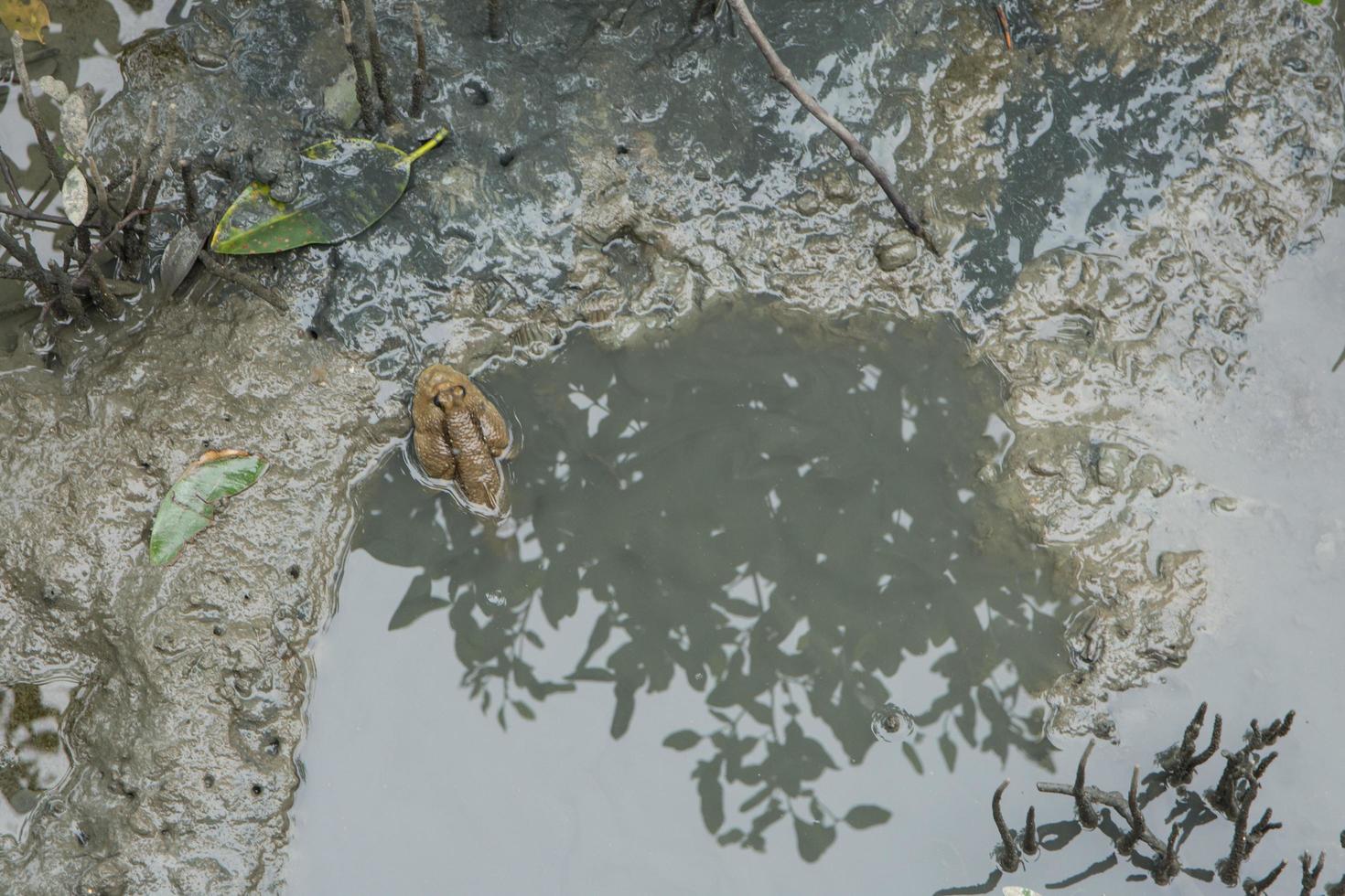 mudskipper in het water foto