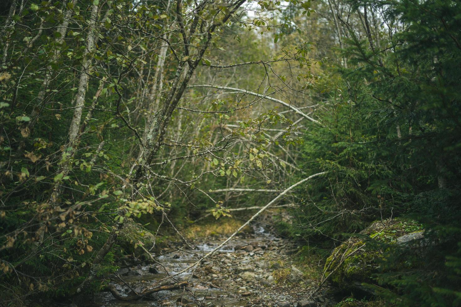 stroom in het bos foto