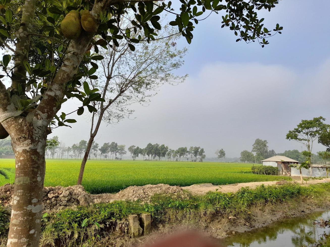 landschap met mooi korenveld van de dorp van kushtia, bangladesh, Azië foto