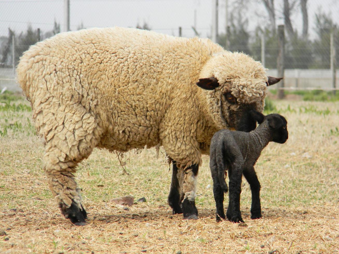 schapen boerderij in pampa Argentinië, provincie van de kerstman fe foto