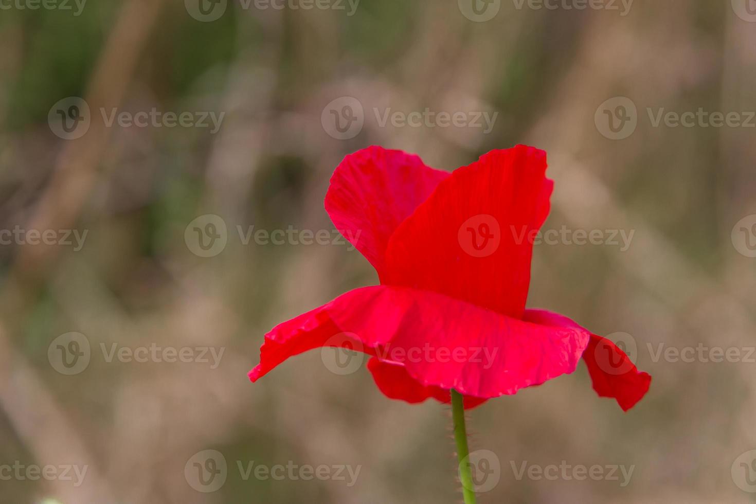 detail van de rood papaver bloem in de voorjaar foto