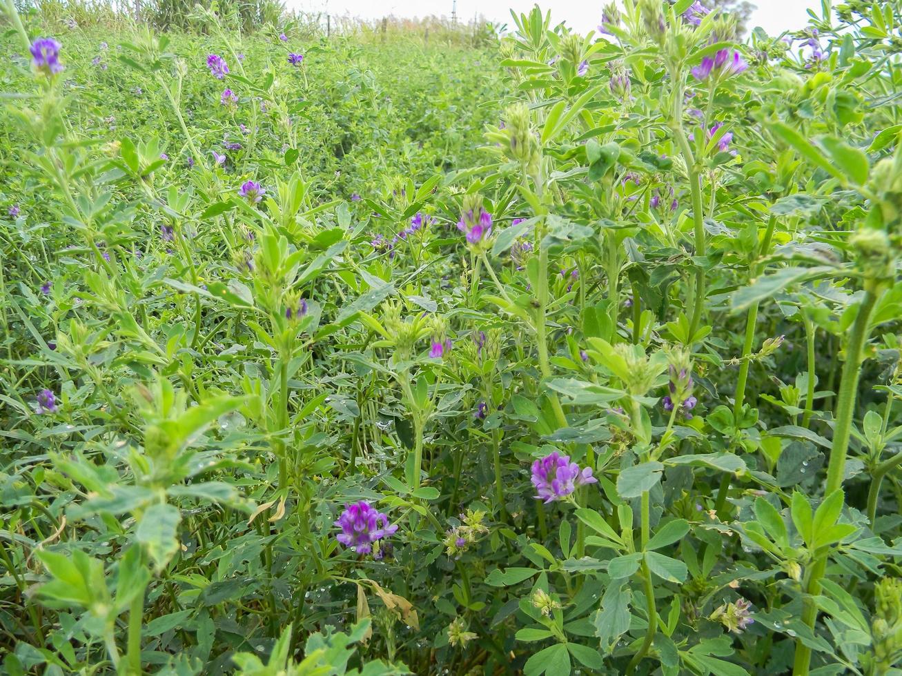 dichtbij omhoog groen luzerne plantage foto