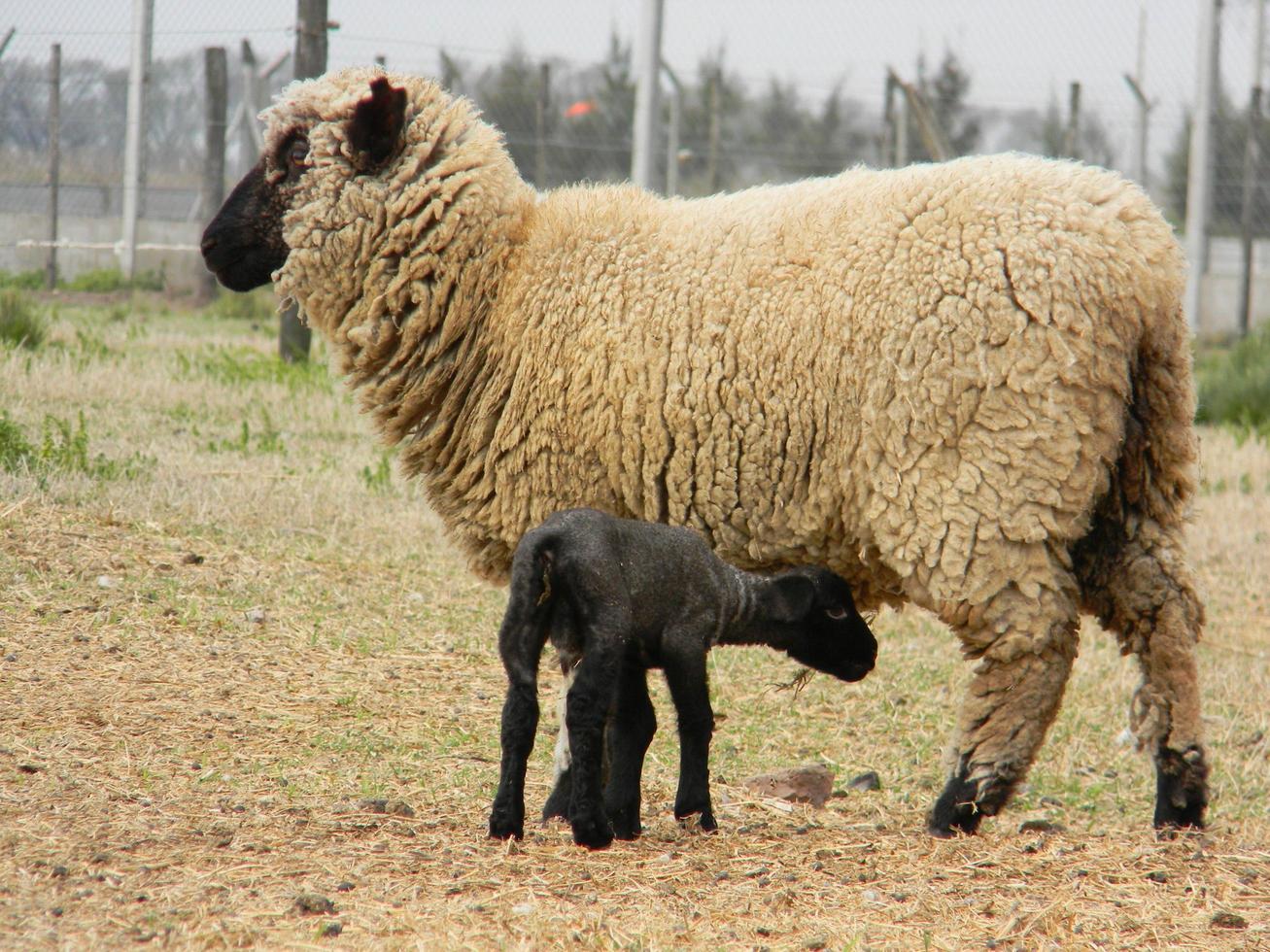 schapen boerderij in pampa Argentinië, provincie van de kerstman fe foto