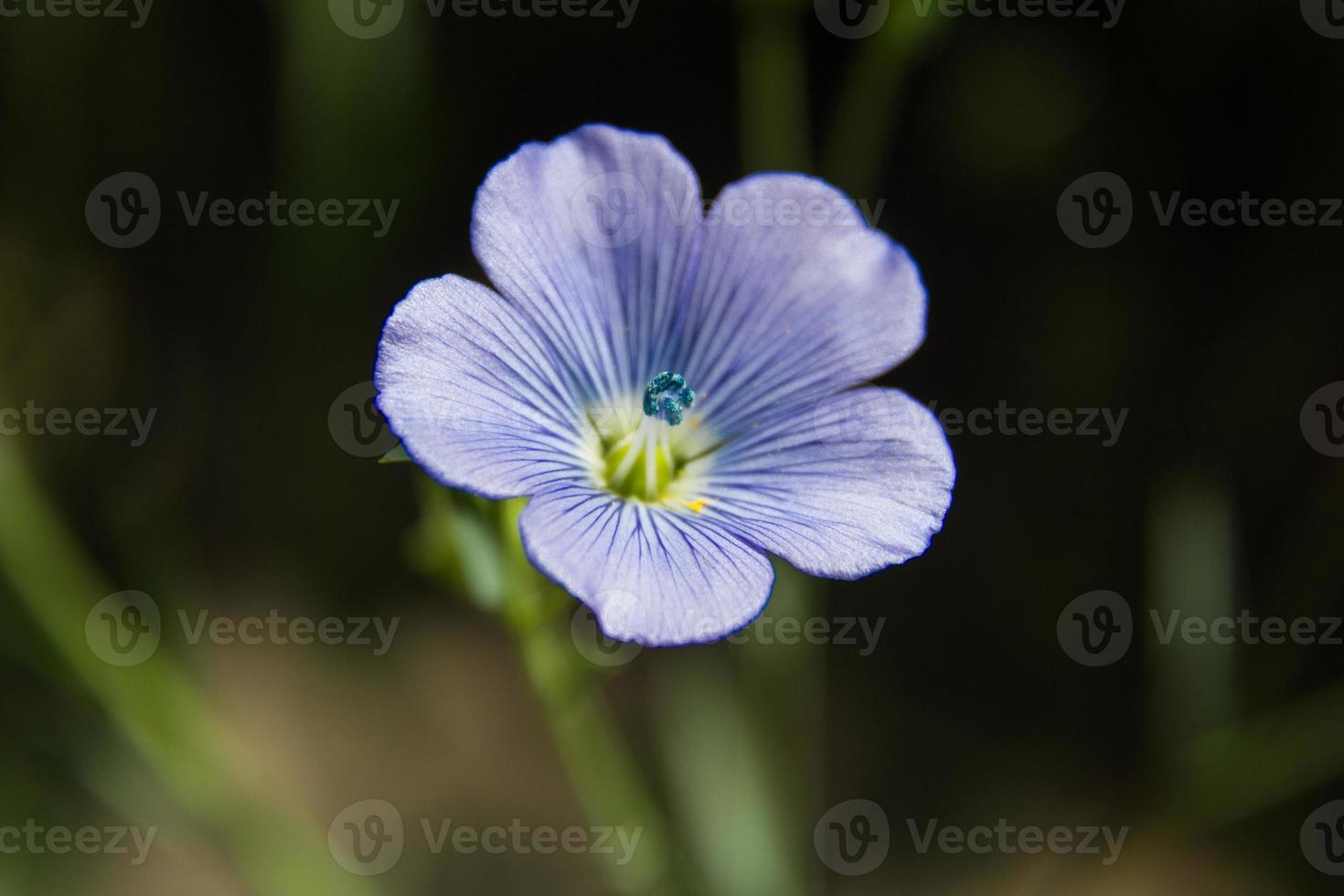 detail van de vlas bloem in de tuin foto