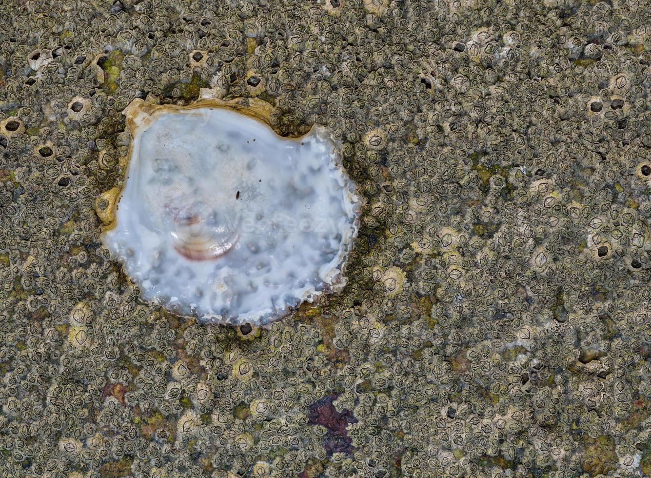 oester --magallana gigas-- schelp en eikel- zeepokken --semibalanus balanoides-- samen Aan een steen, noorden zee, duitsland foto
