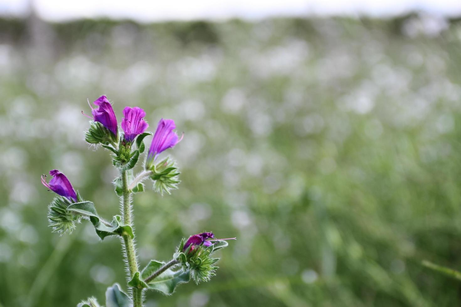 wild bloemen in de gebloeid weide foto