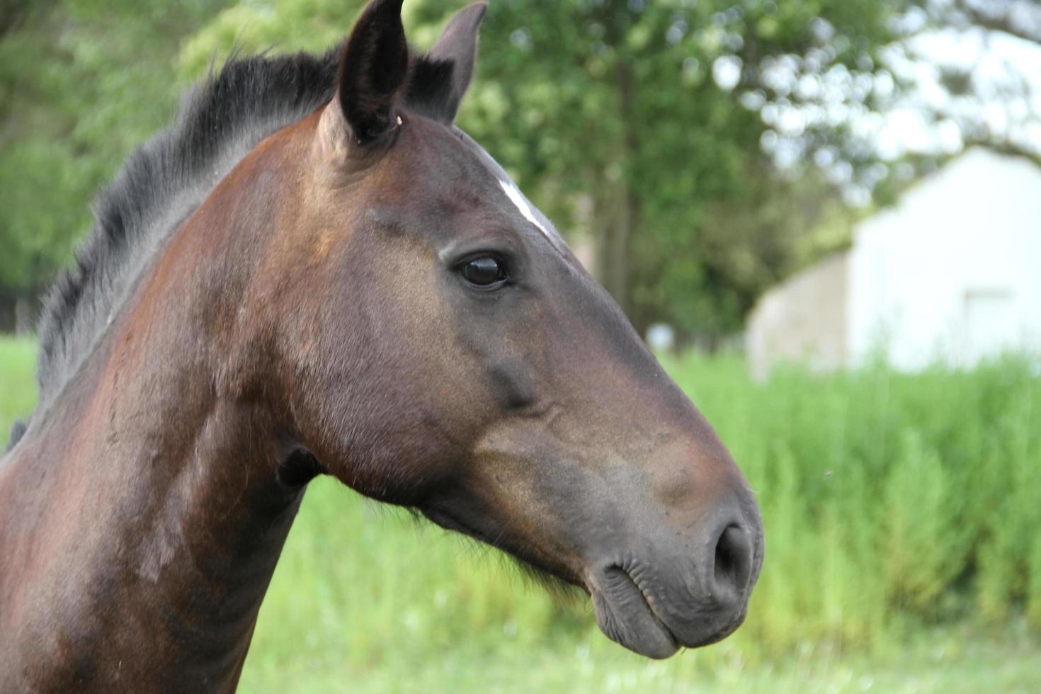 paard creools werk in Argentinië provincie de kerstman fe provincie foto