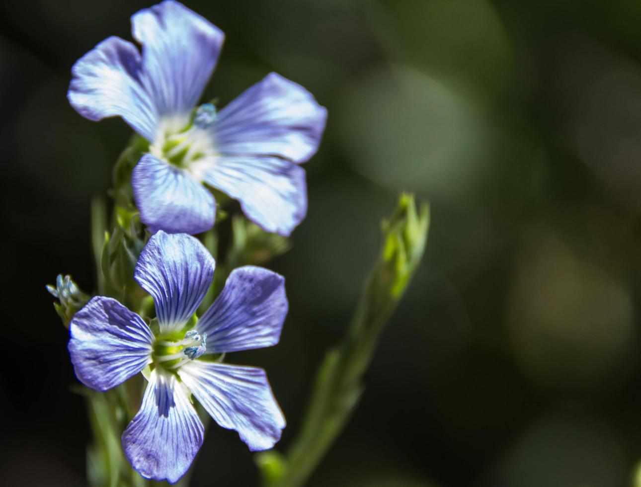 detail van de vlas bloem in de tuin foto