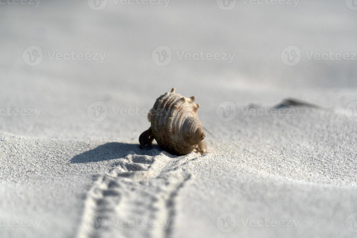 kluizenaar krab Aan wit zand tropisch paradijs strand foto