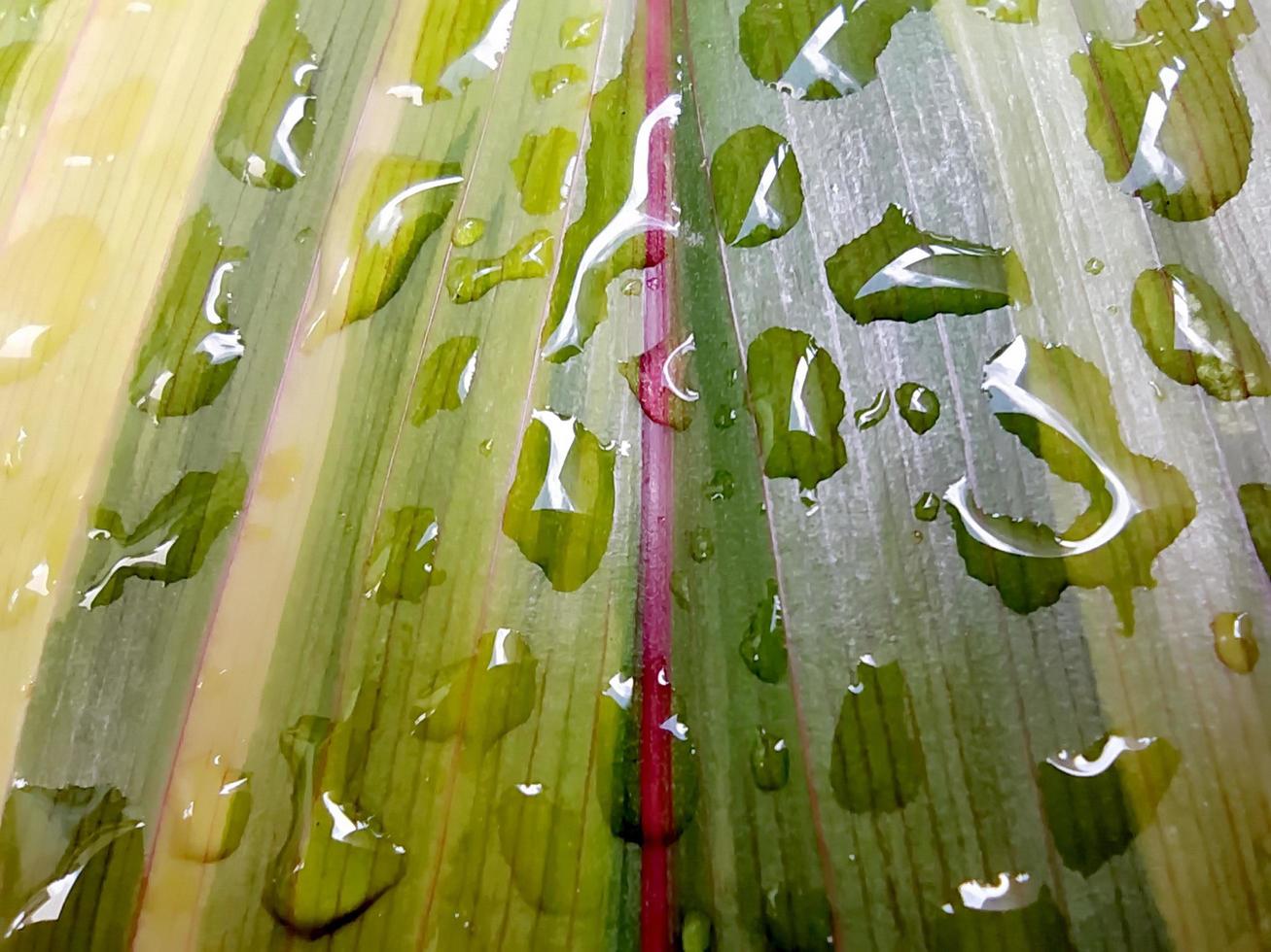 detailopname van cordyline fruticosa Aan een regenachtig dag. foto