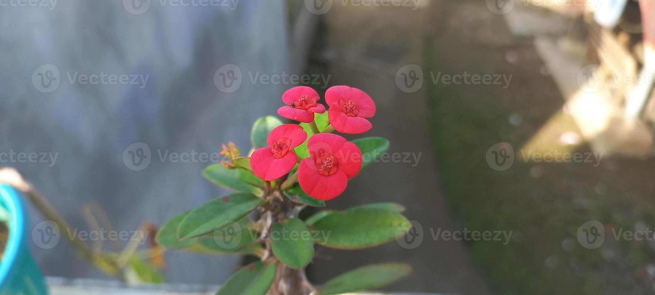 rood euphorbia milii bloem bloeiend in de tuin. foto