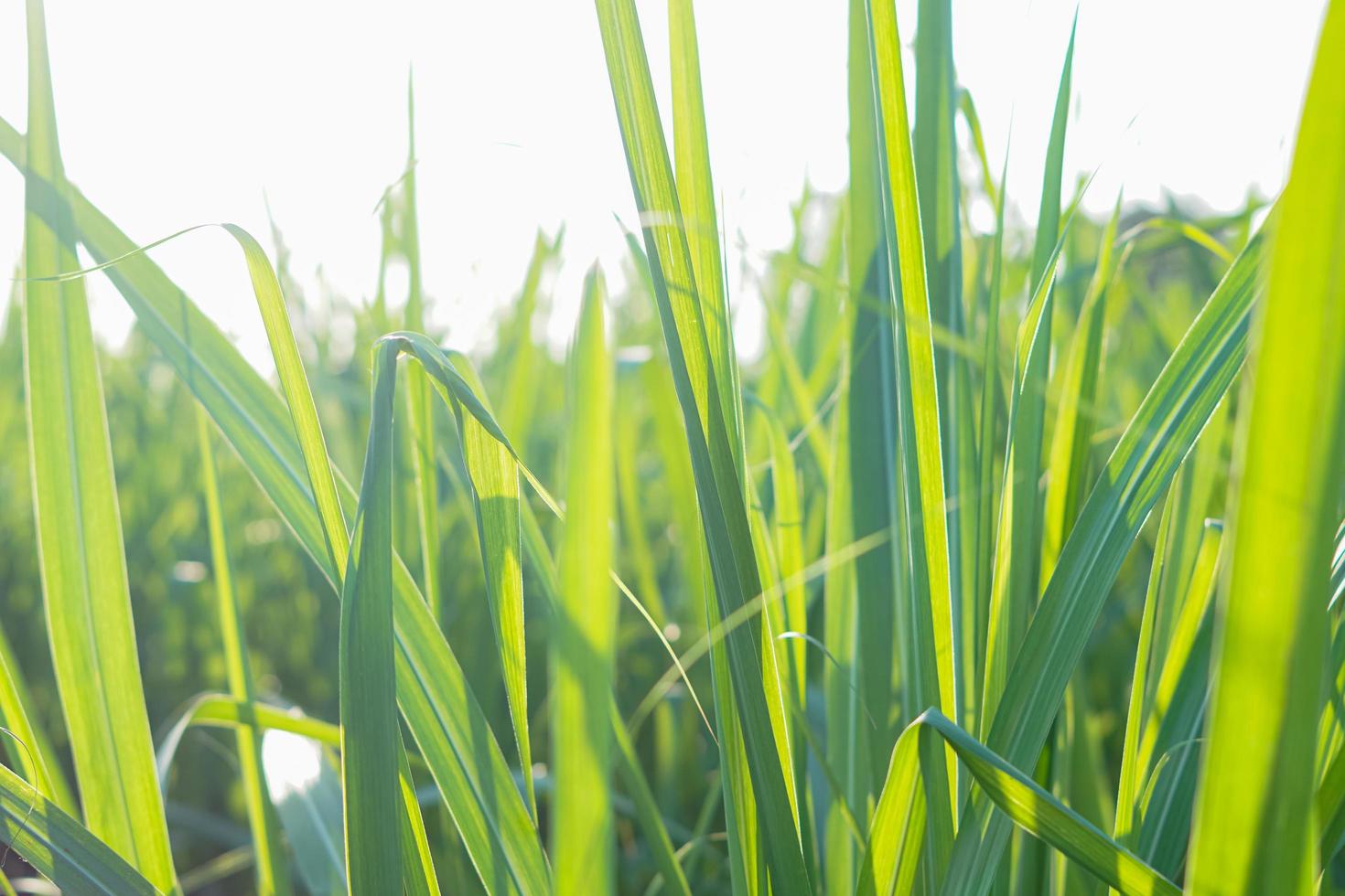 suiker riet blad achtergrond foto's vrij foto