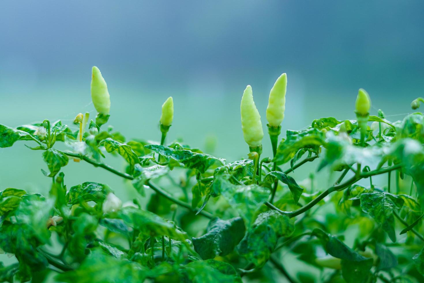 groen pepers in de tuin in de ochtend, klaar naar worden geoogst foto