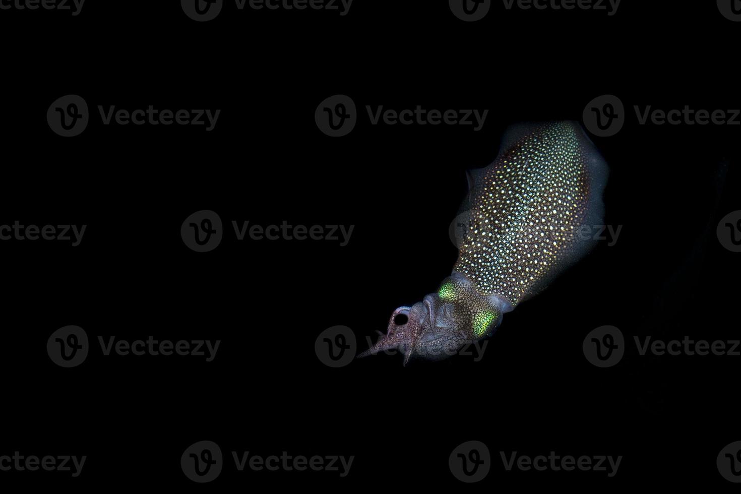 leven inktvis inktvis onderwater- Bij nacht terwijl wezen gevist foto