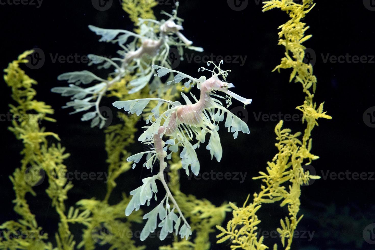 bladerrijk zee paard draak onderwater- foto
