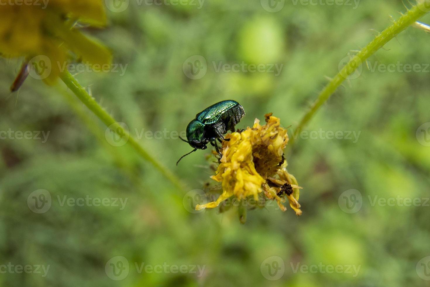 cryptocephalus sp groen kever Aan geel paardebloem foto