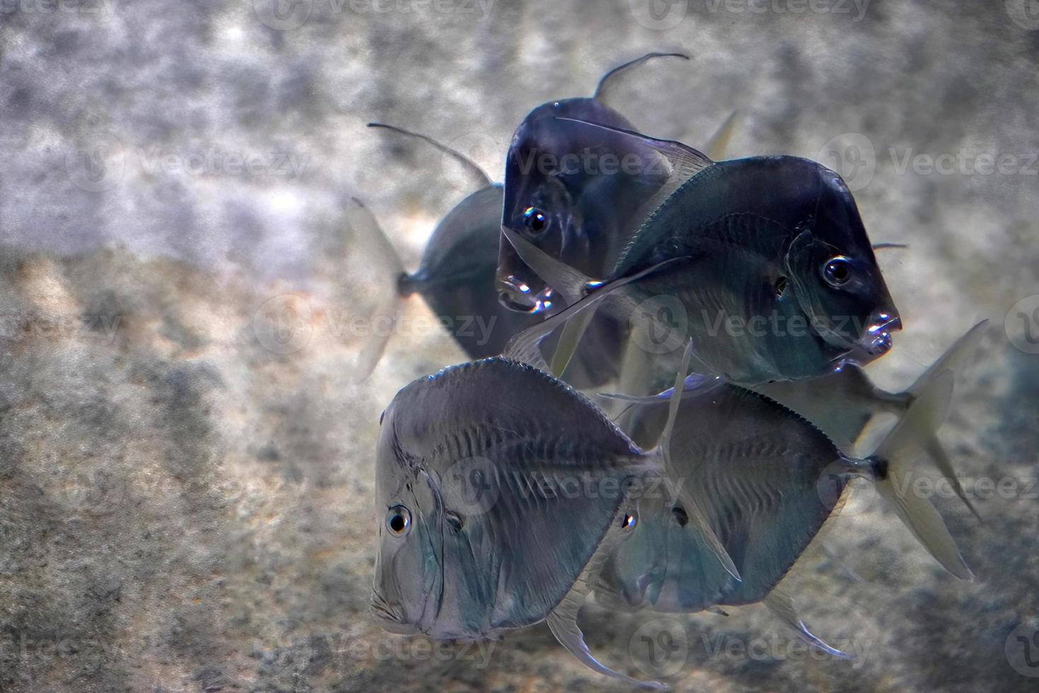 kijk naar beneden vis onderwater- groep school- van foto
